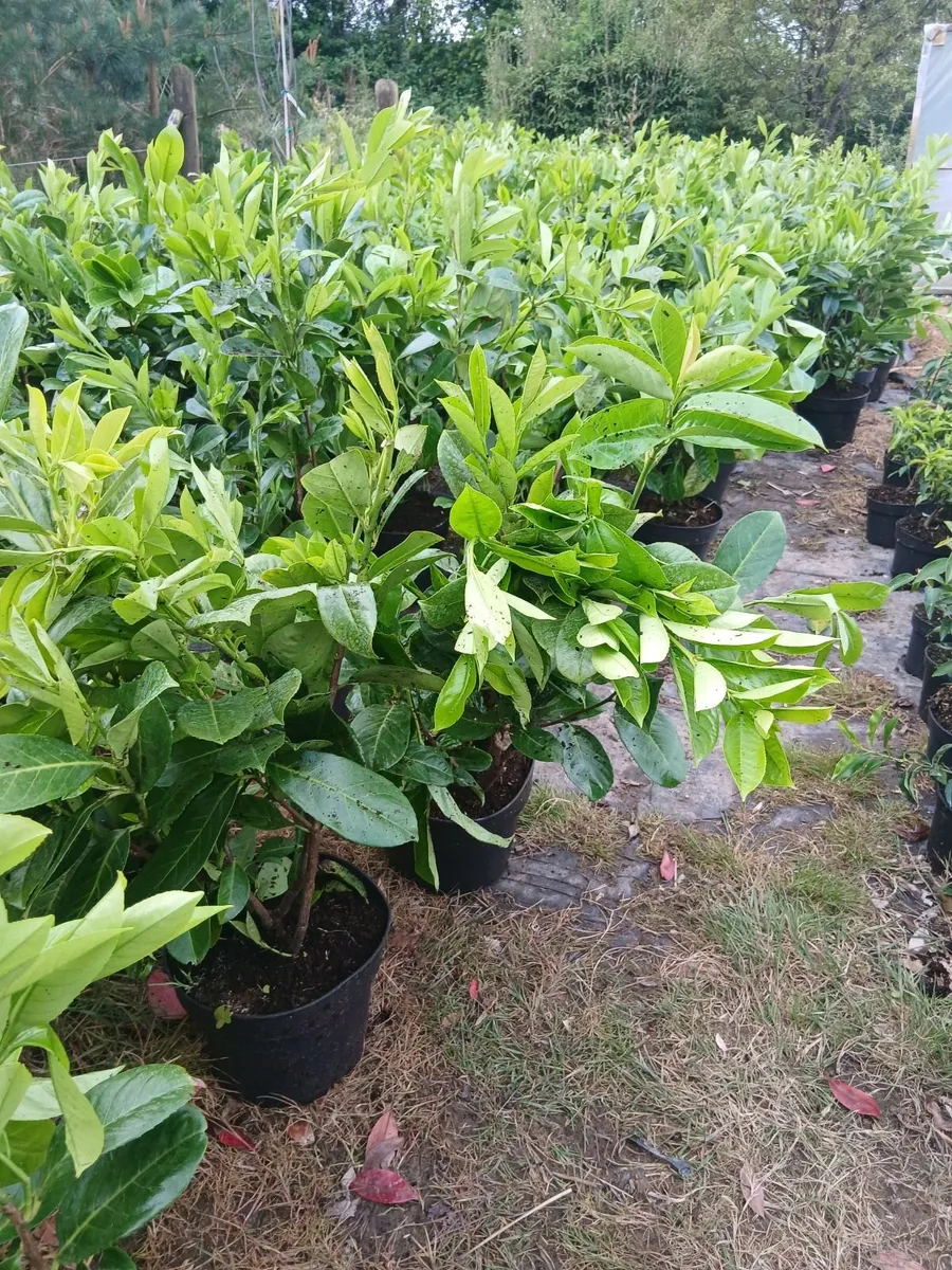 Large Laurel Hedging - Discounts on larger orders - Image 3