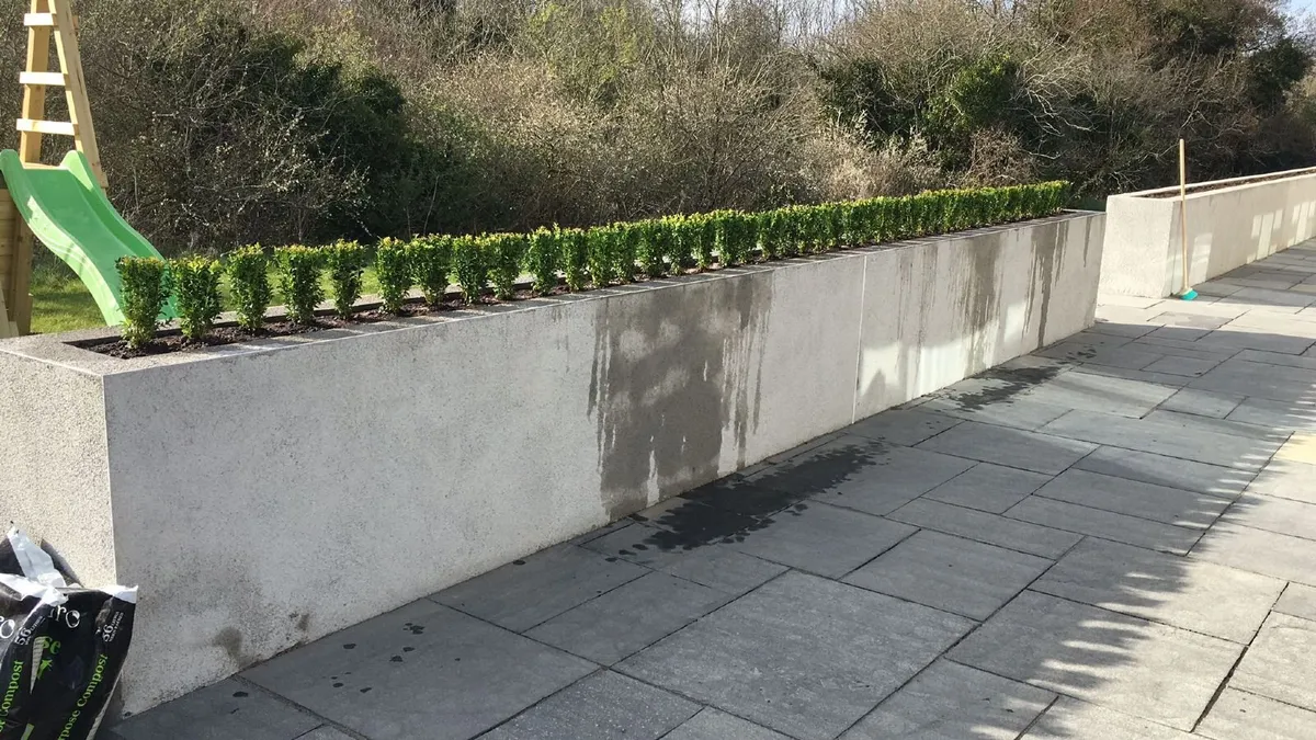 Box Hedging - Image 4