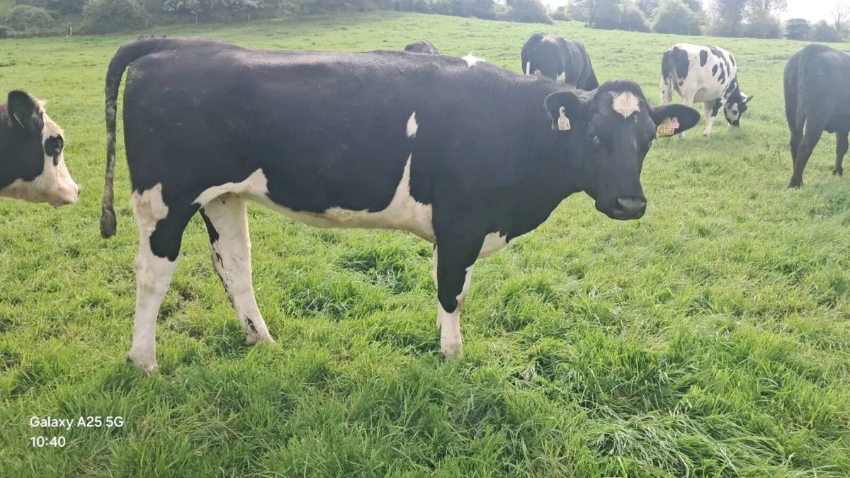 Heifers - Image 2