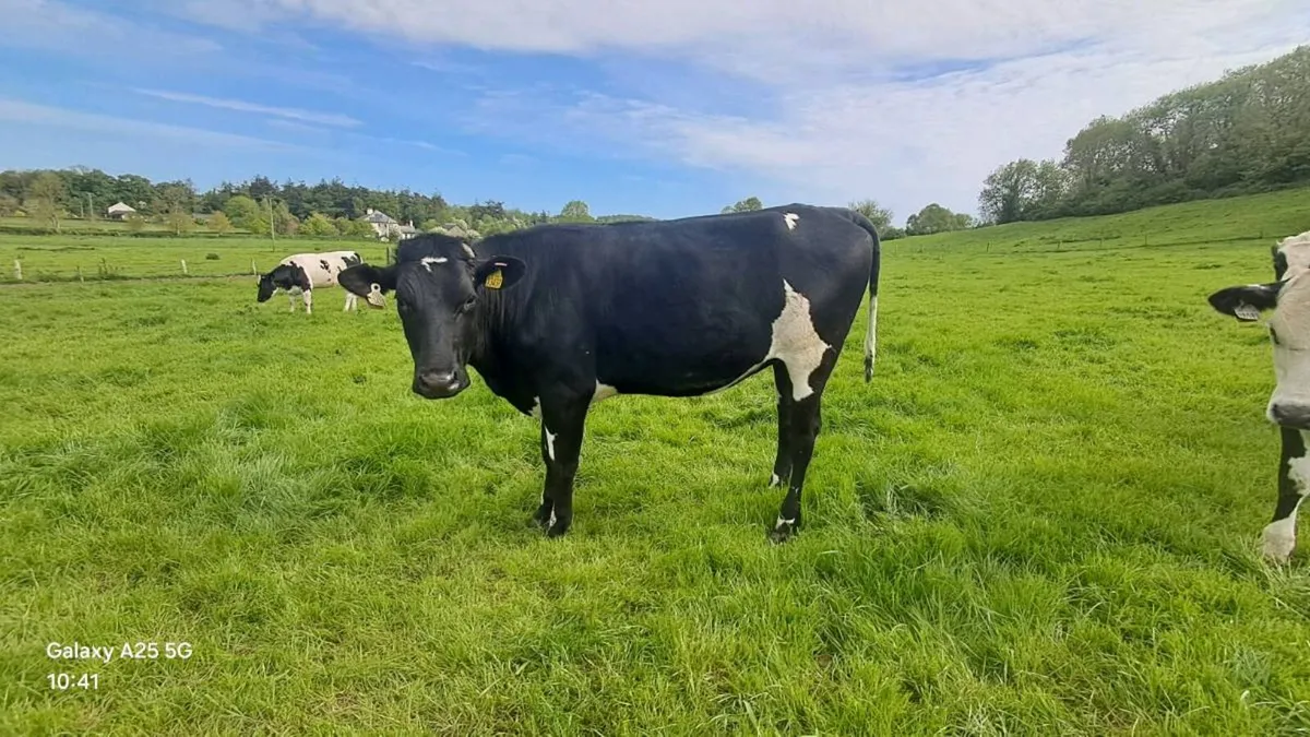 Heifers - Image 1