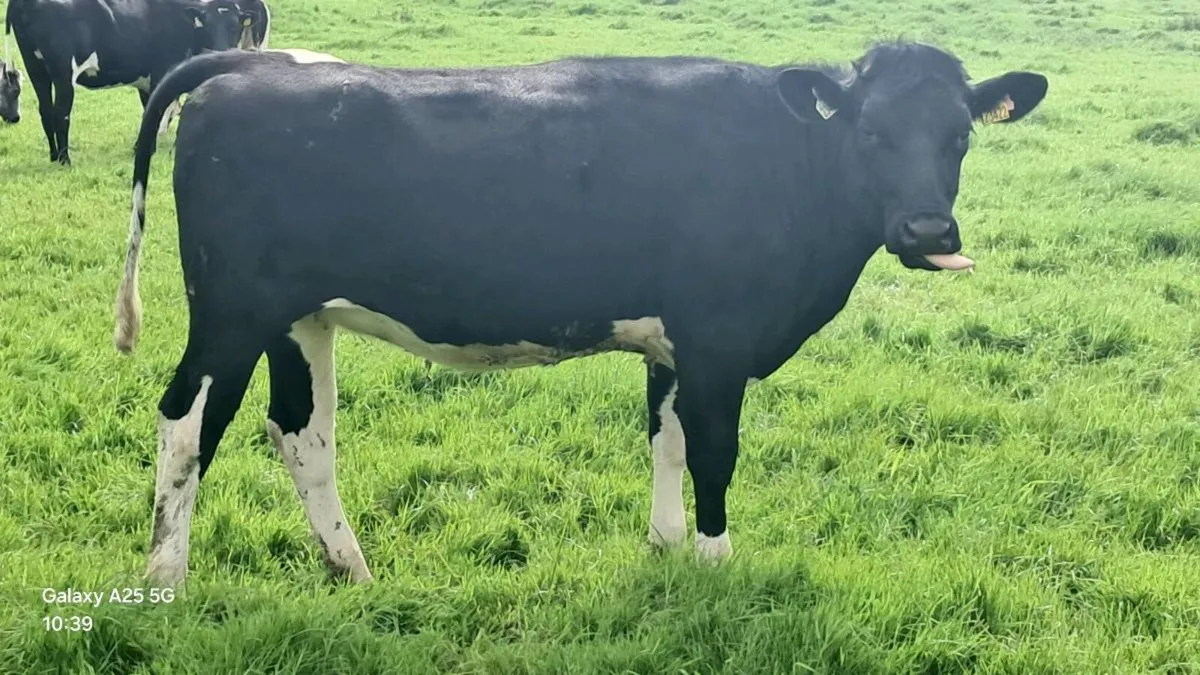Heifers - Image 4