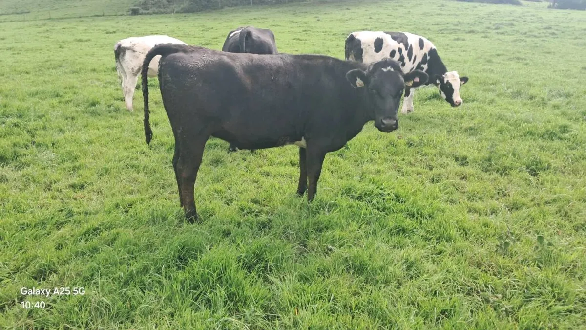 Heifers - Image 3