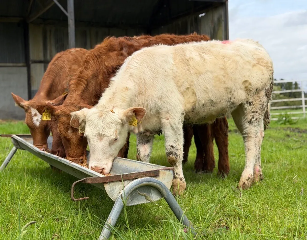 ⭐️4 Lovely Limousine/Charlois heifers⭐️ - Image 1
