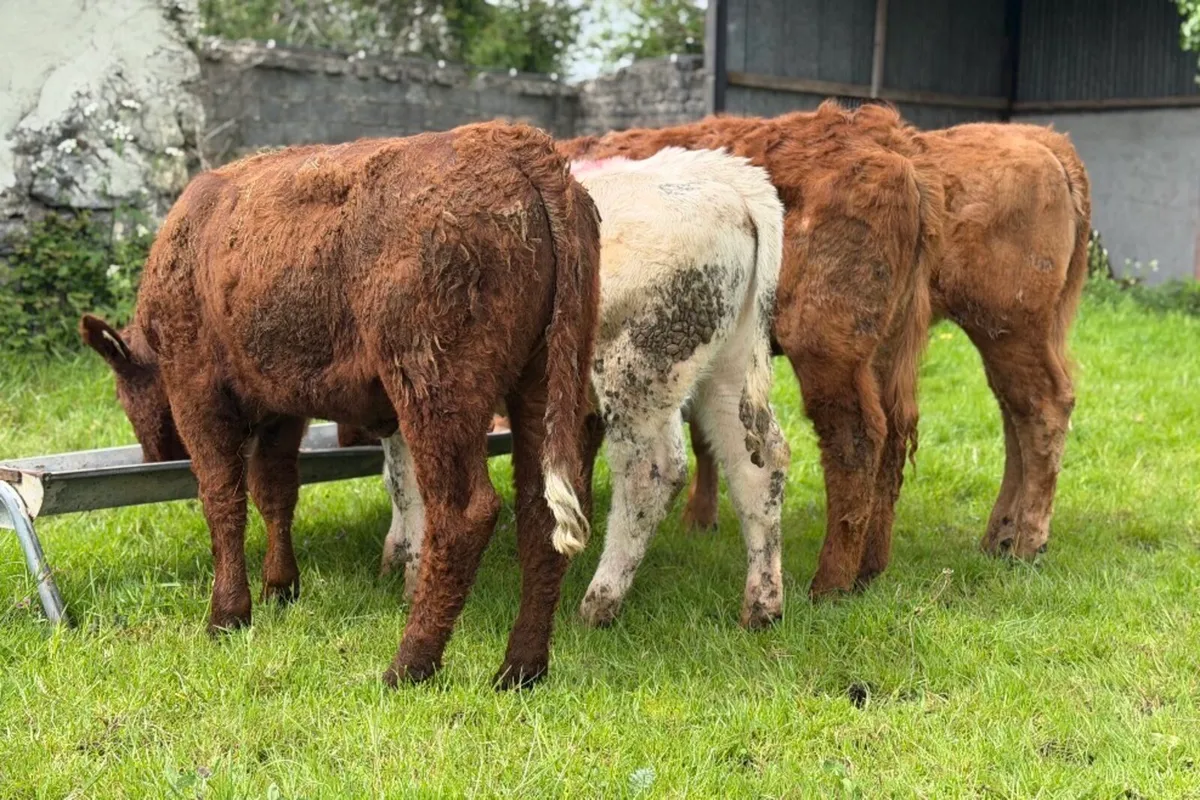 ⭐️4 Lovely Limousine/Charlois heifers⭐️ - Image 2