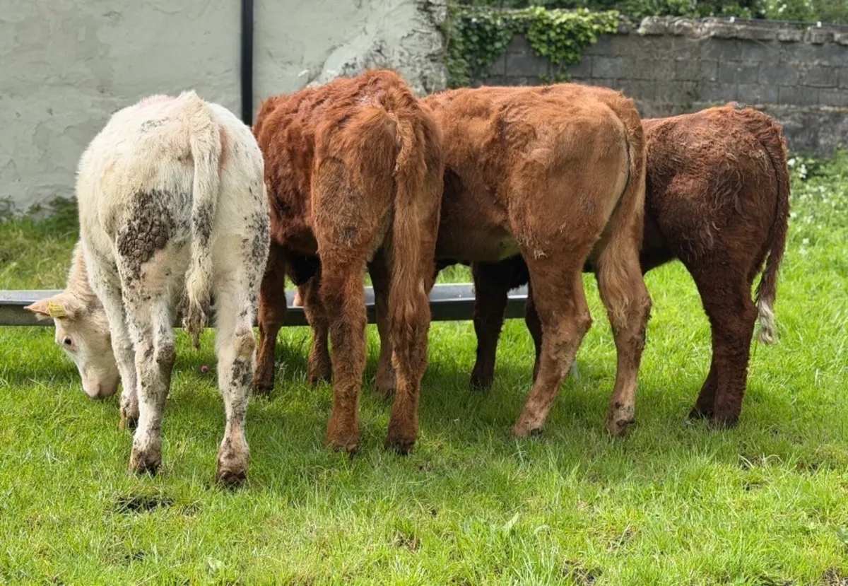 ⭐️4 Lovely Limousine/Charlois heifers⭐️ - Image 3