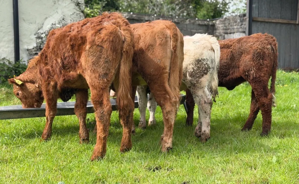 ⭐️4 Lovely Limousine/Charlois heifers⭐️ - Image 4