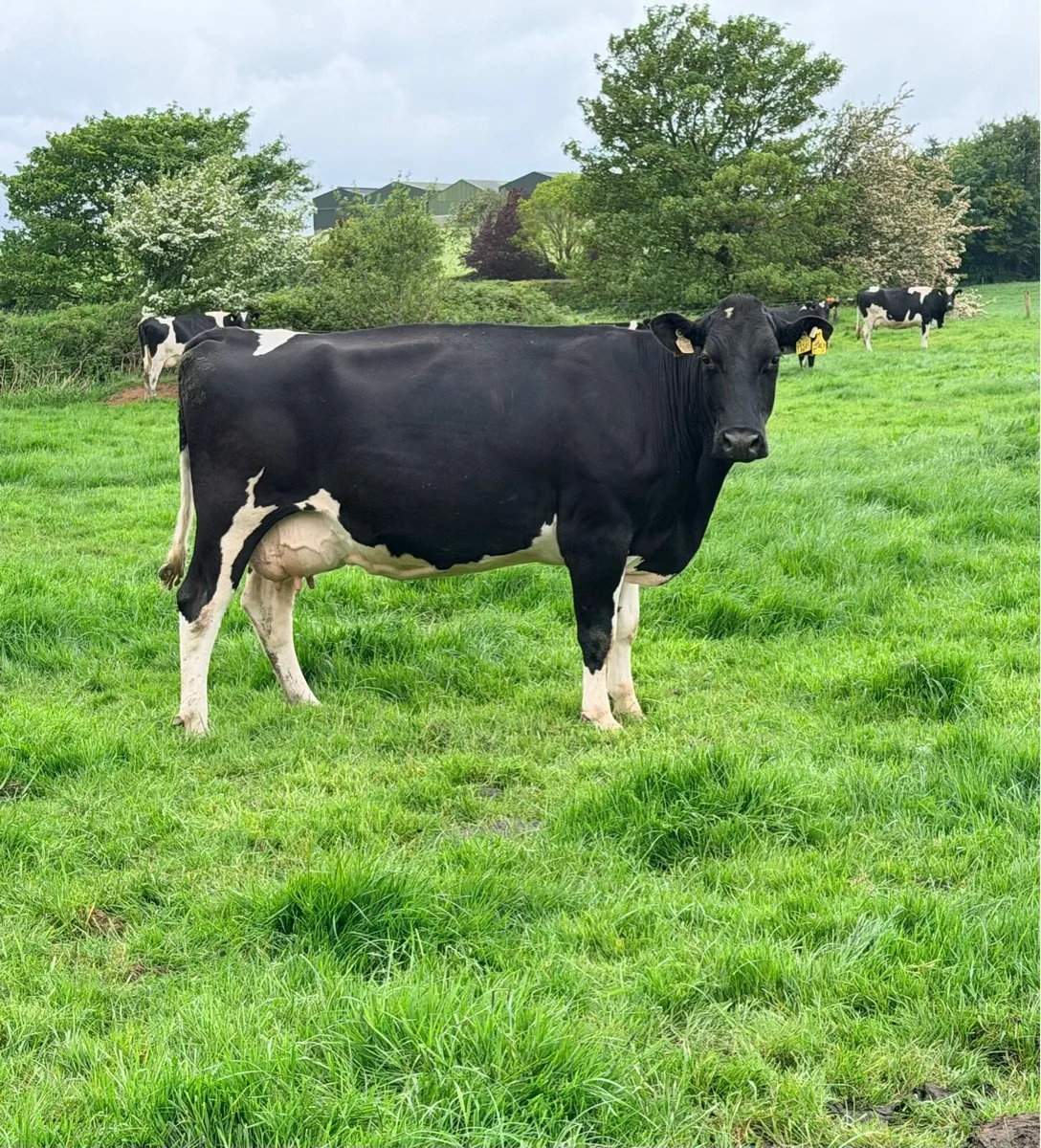 40 July Calving Cows - Image 1