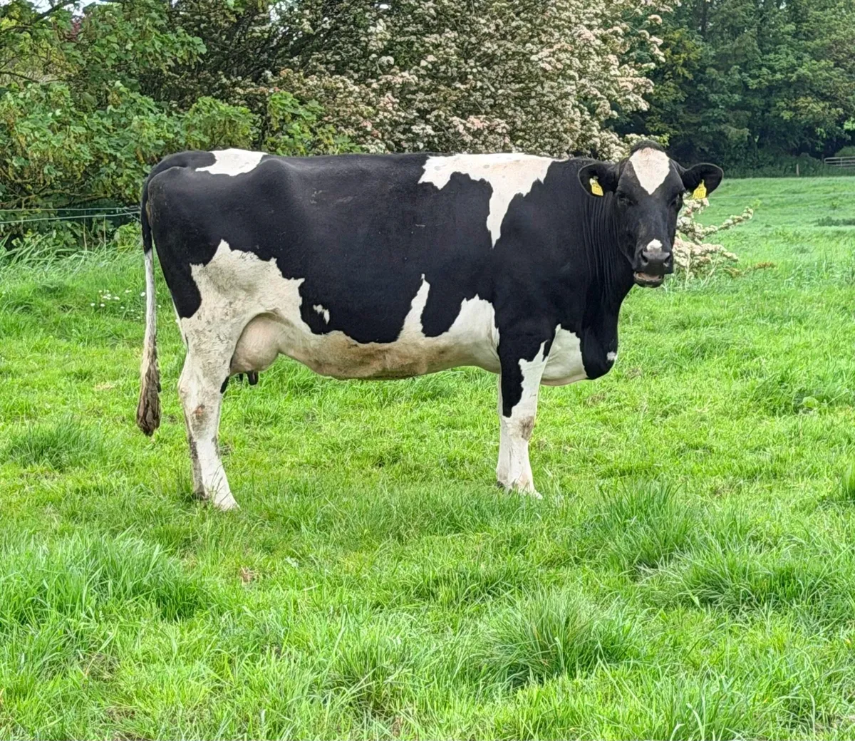 40 July Calving Cows - Image 3