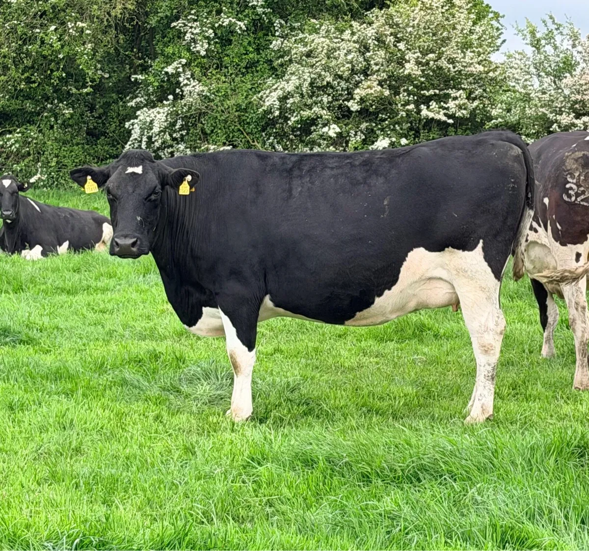 40 July Calving Cows - Image 4