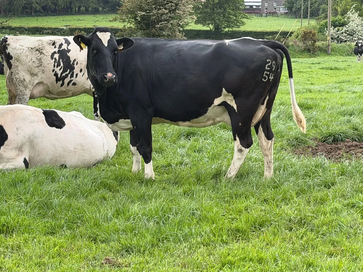 40 July Calving Cows - Image 2
