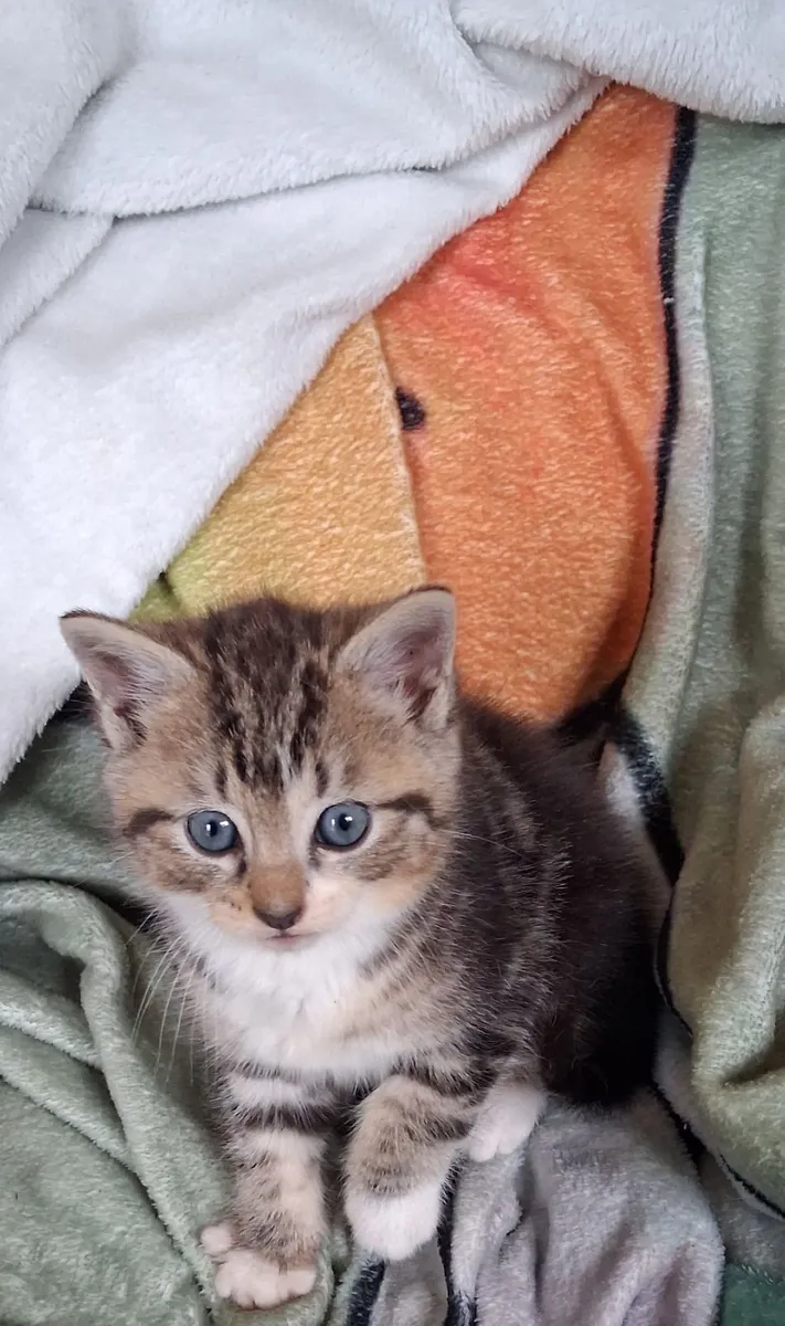 Kittens - Image 1