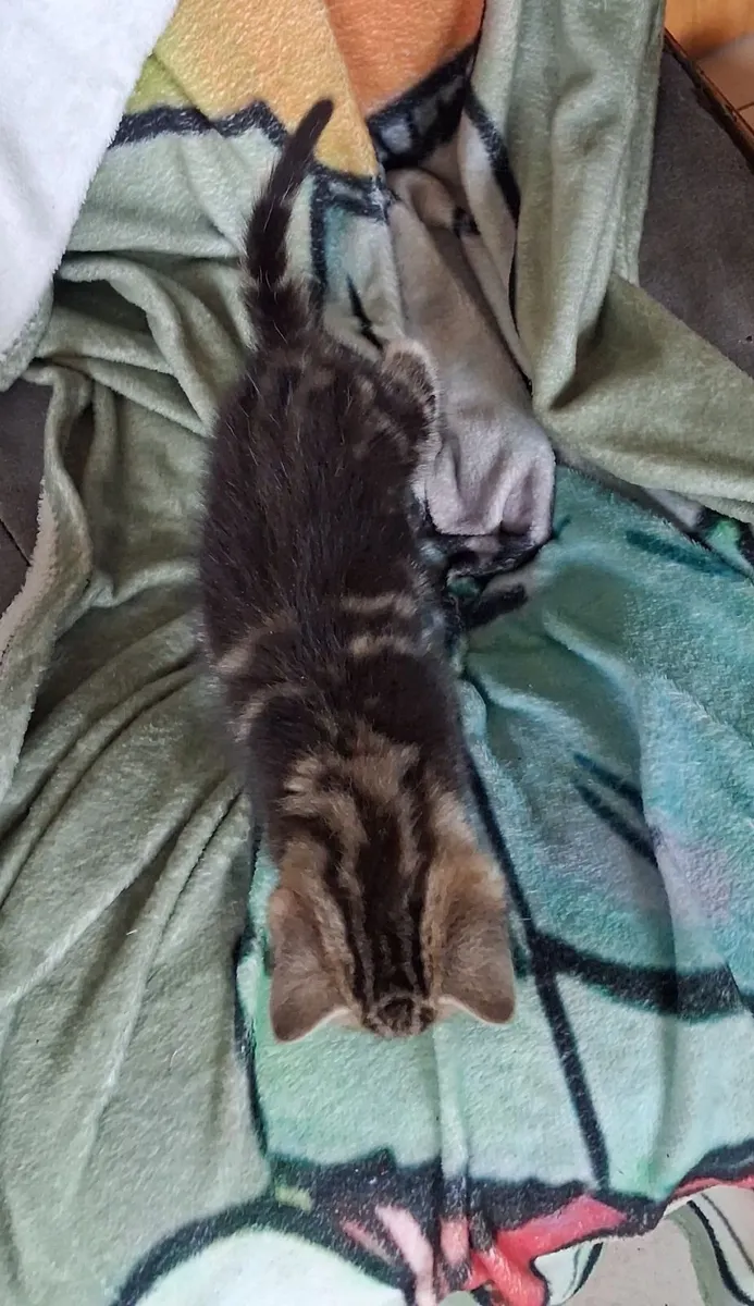 Kittens - Image 2