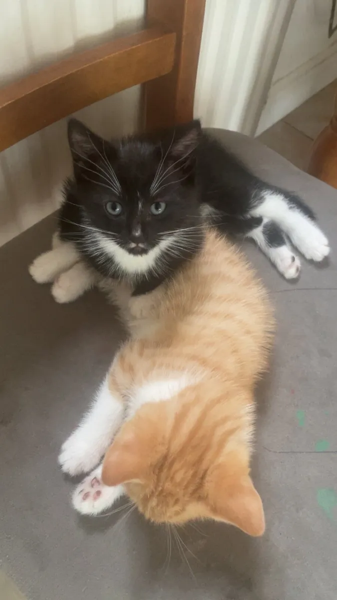Kittens - Image 1