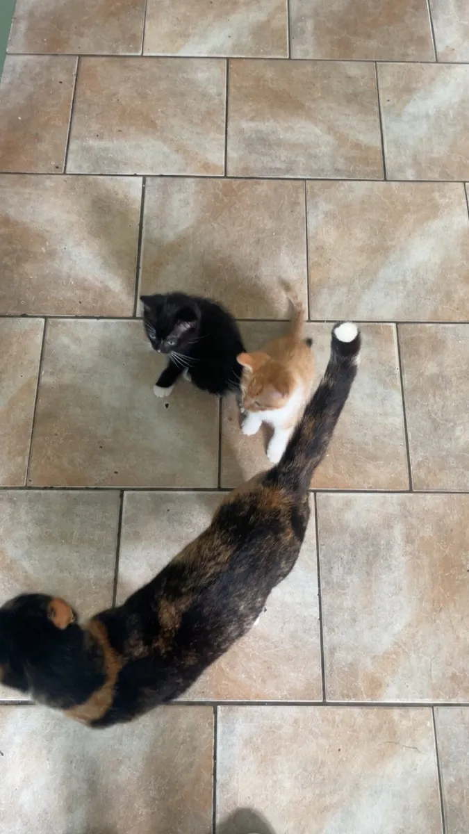 Kittens - Image 3