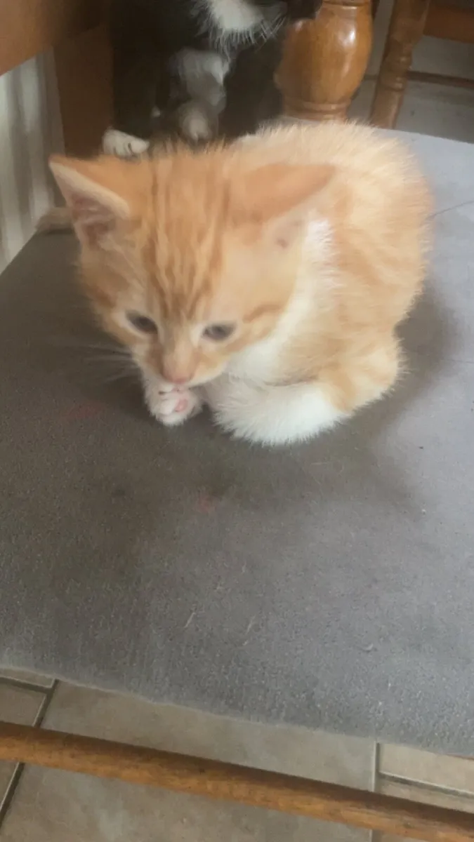 Kittens - Image 2