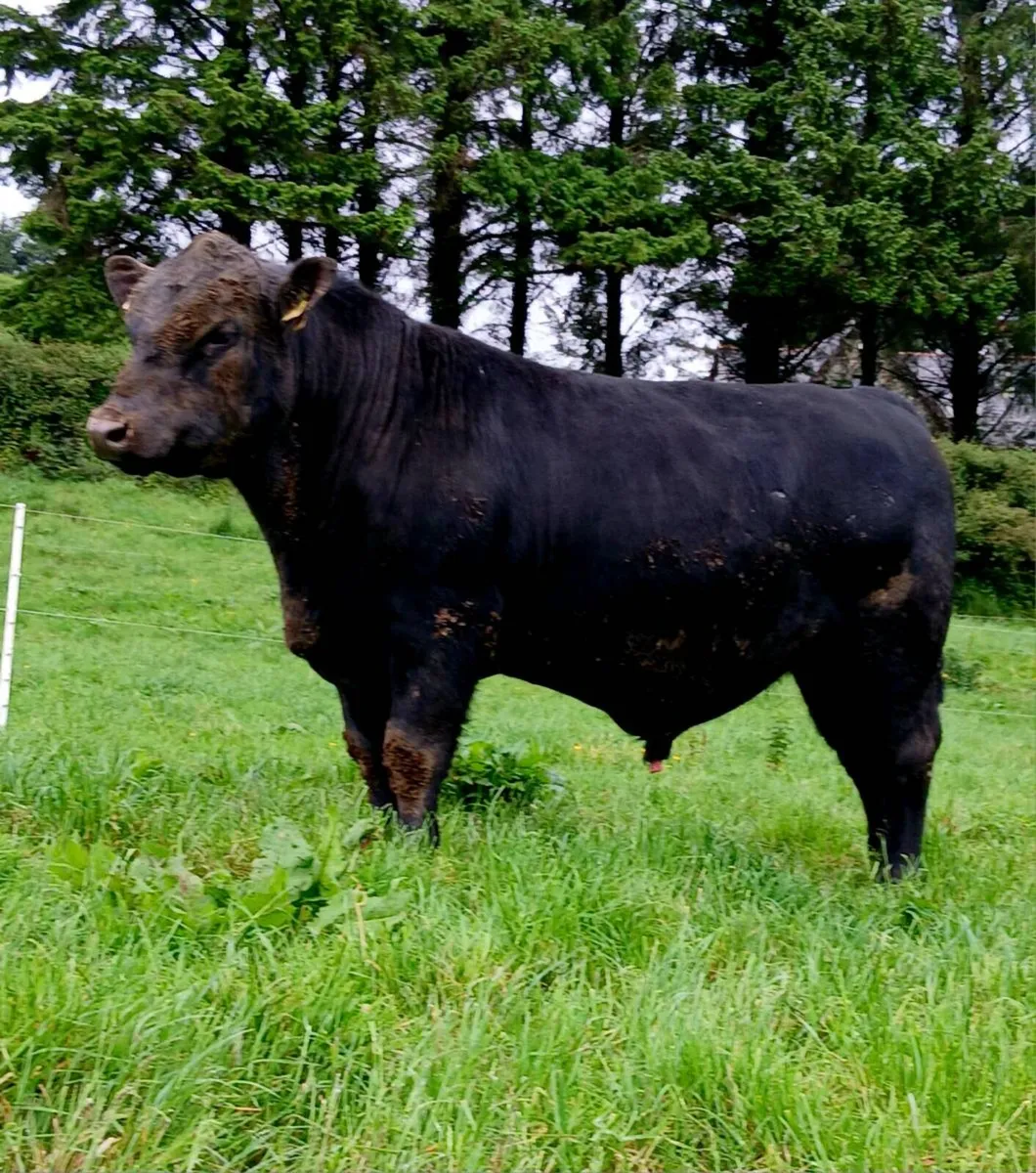 Pedigree Angus and Hereford Bulls - Image 1