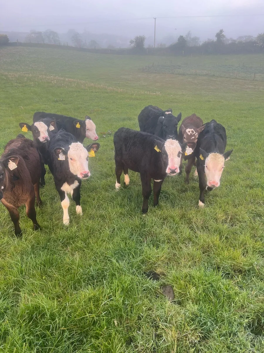 Trained to the mains fence - Image 3