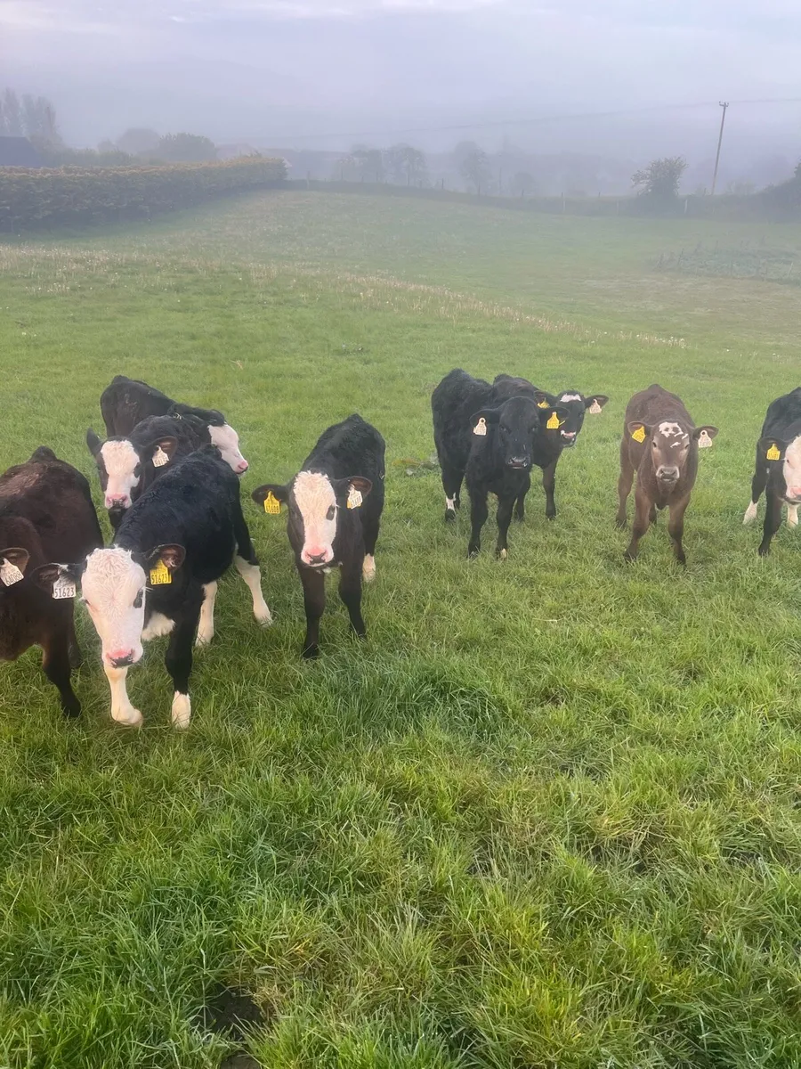 Trained to the mains fence - Image 1