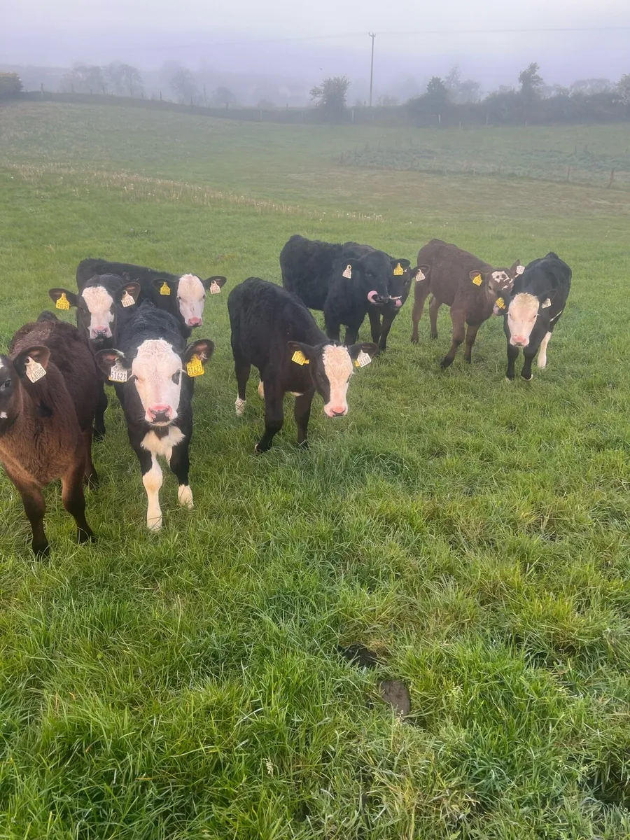 Trained to the mains fence - Image 2