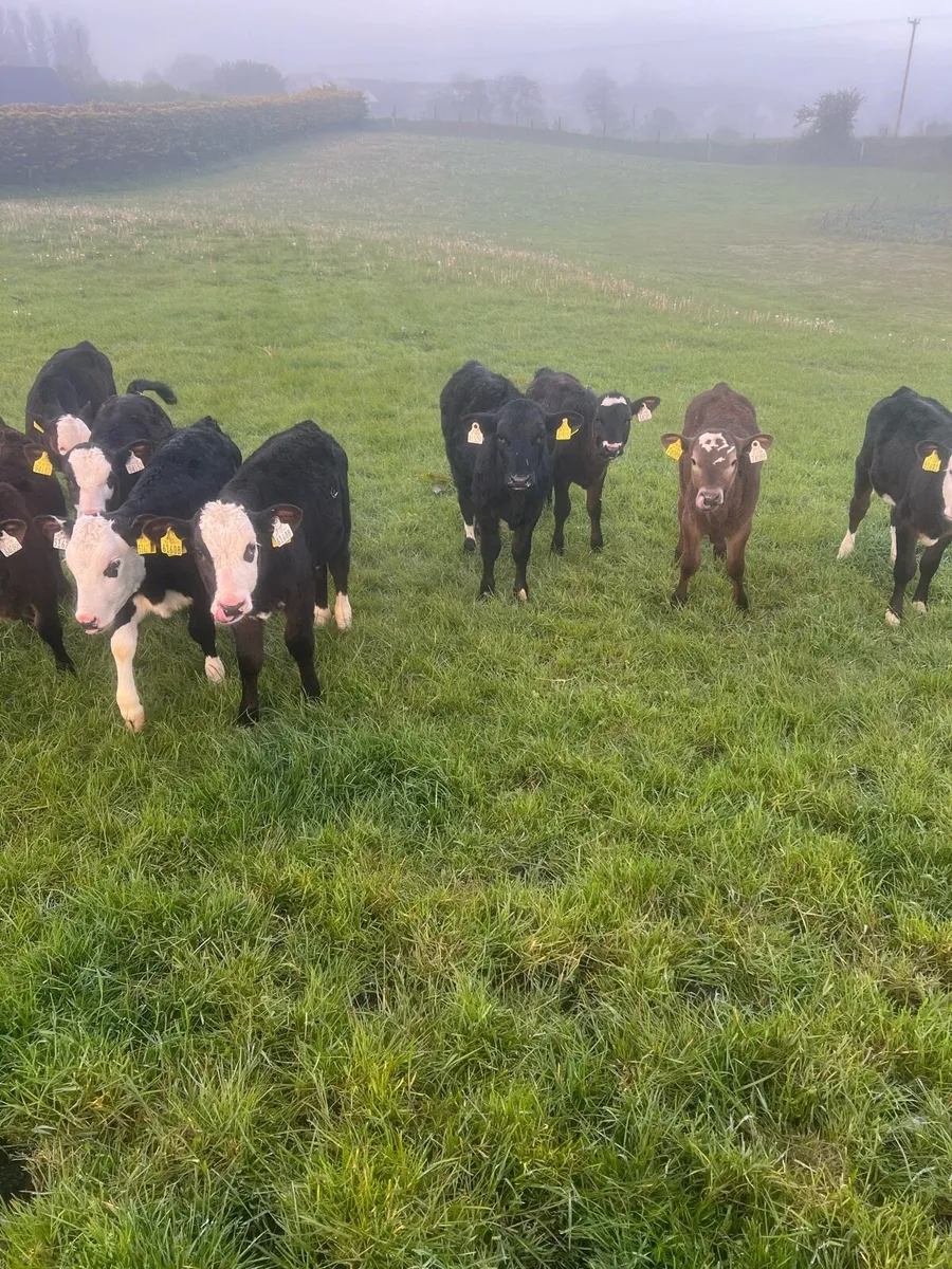 Trained to the mains fence - Image 4
