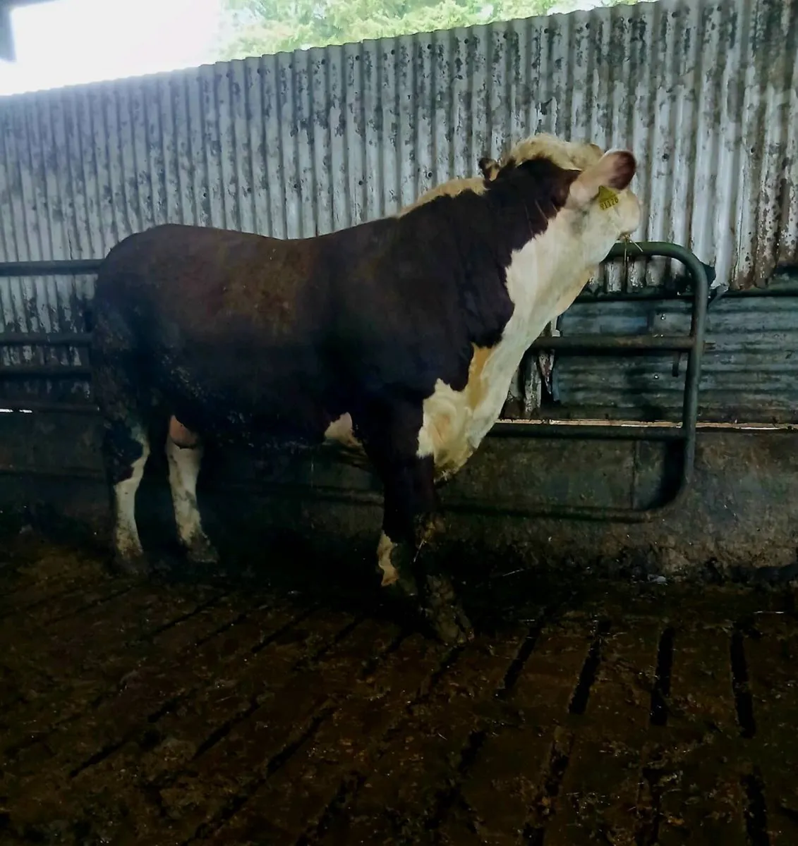 Pedigree Angus and Hereford Bulls - Image 2