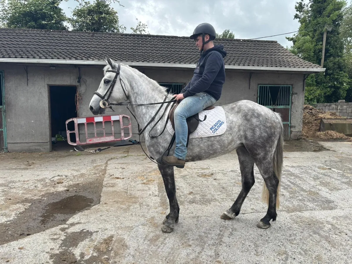 Very quiet 4yr old filly 14.1 - Image 3
