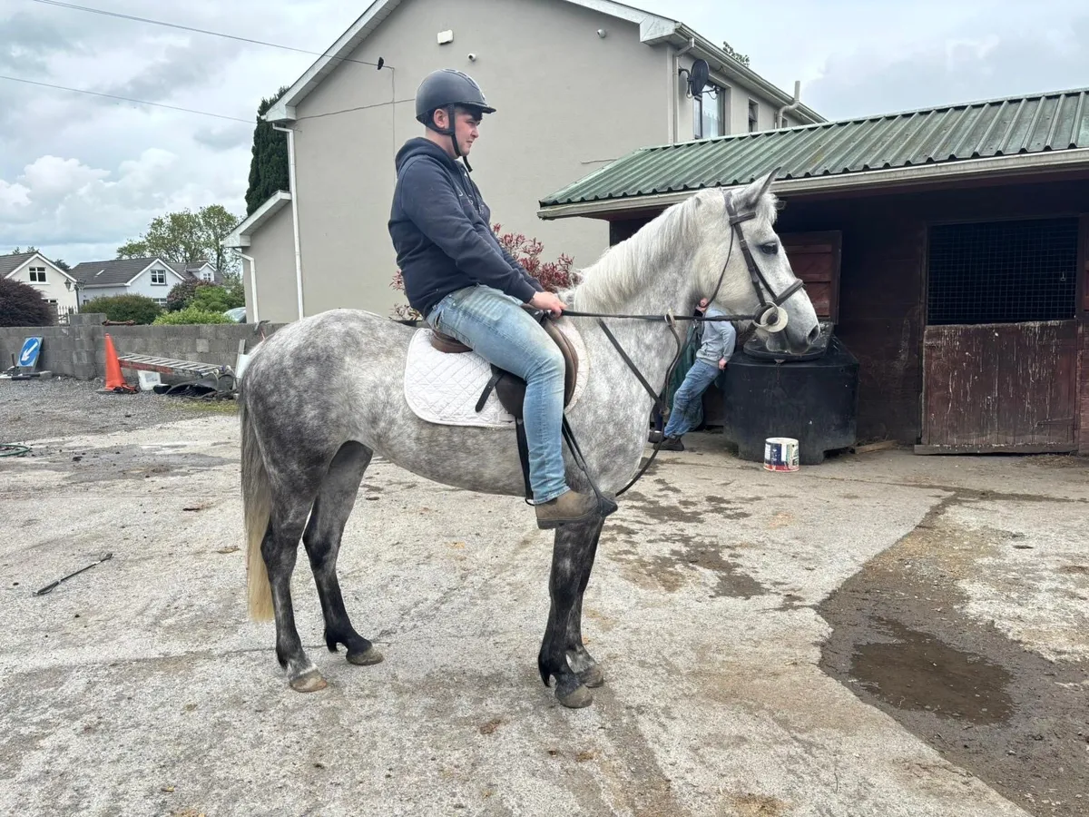 Very quiet 4yr old filly 14.1 - Image 4