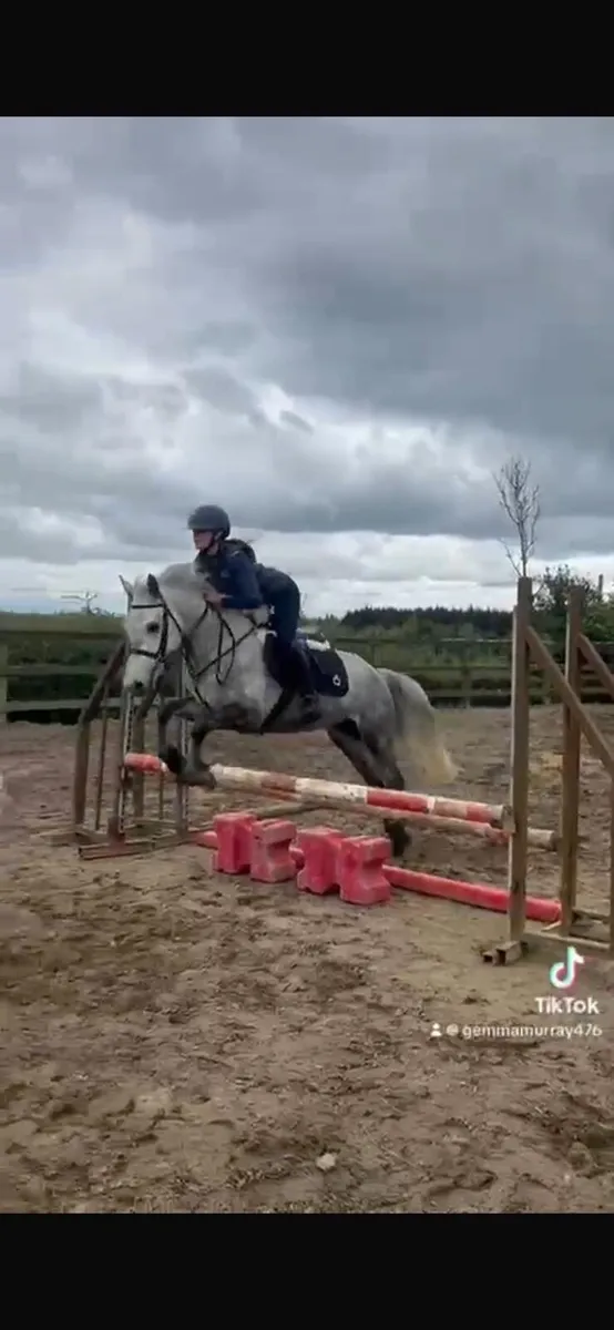 Very quiet 4yr old filly 14.1 - Image 1