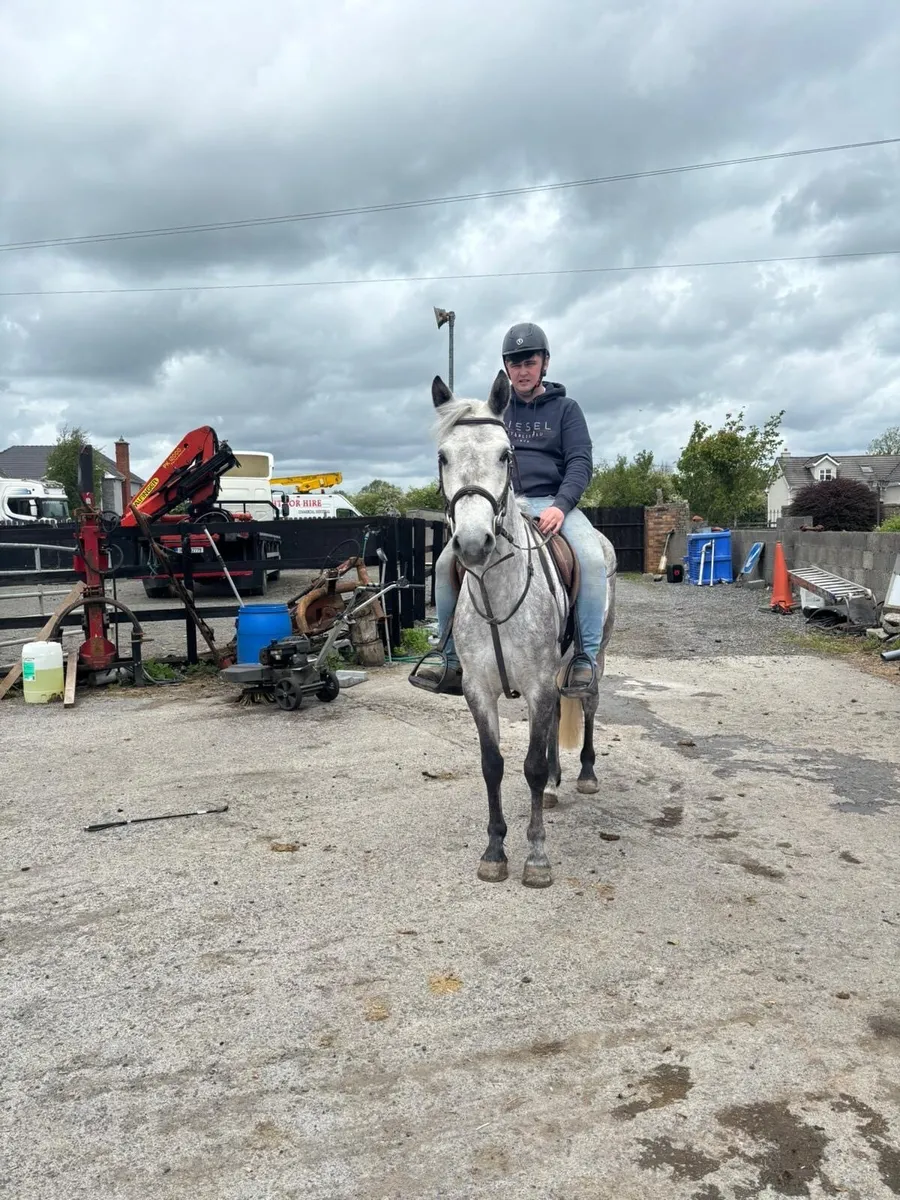 Very quiet 4yr old filly 14.1 - Image 2
