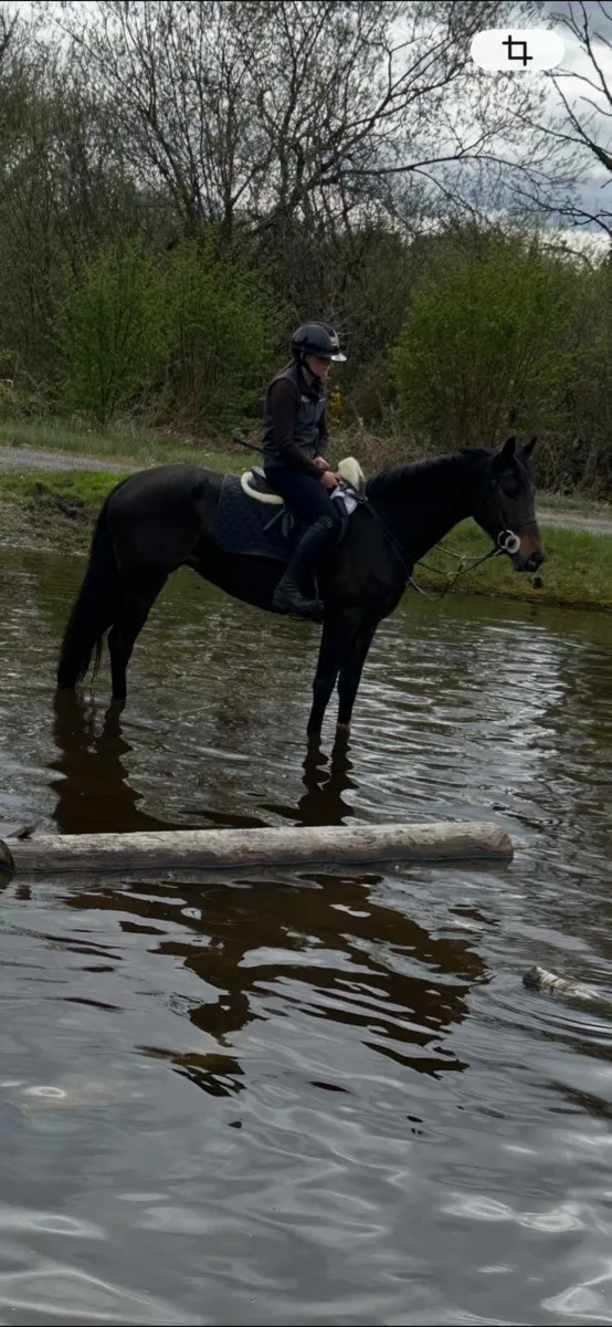 4 year old filly 15.2 - Image 1