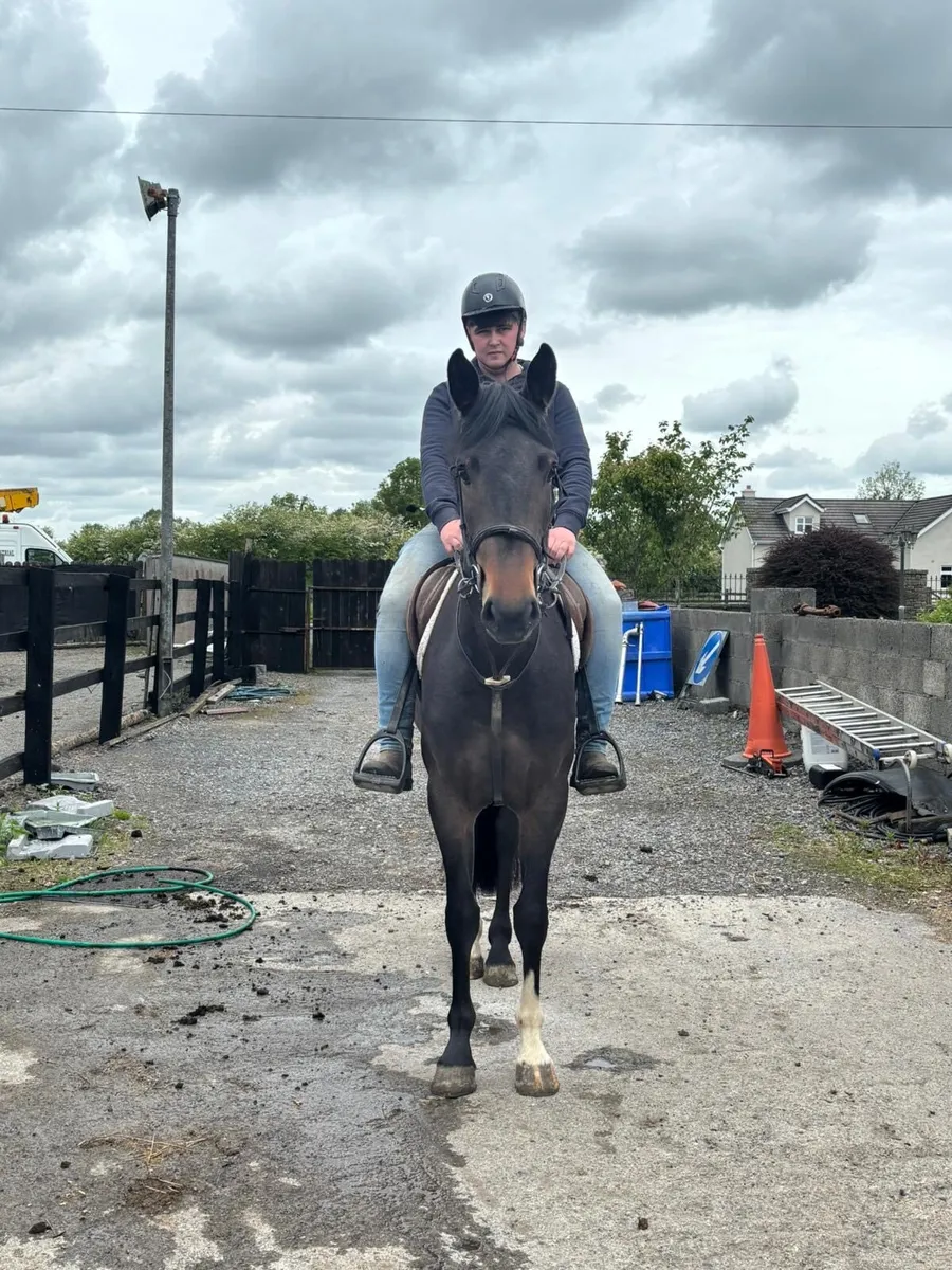 4 year old filly 15.2 - Image 4