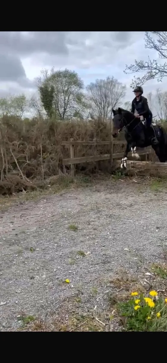4 year old filly 15.2 - Image 3