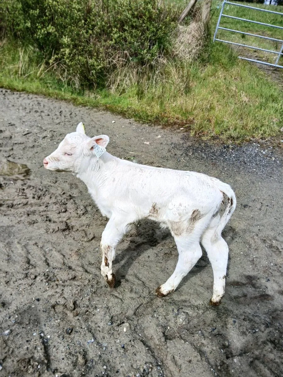 Purebred Registered Charolais Heifer Calf - Image 1