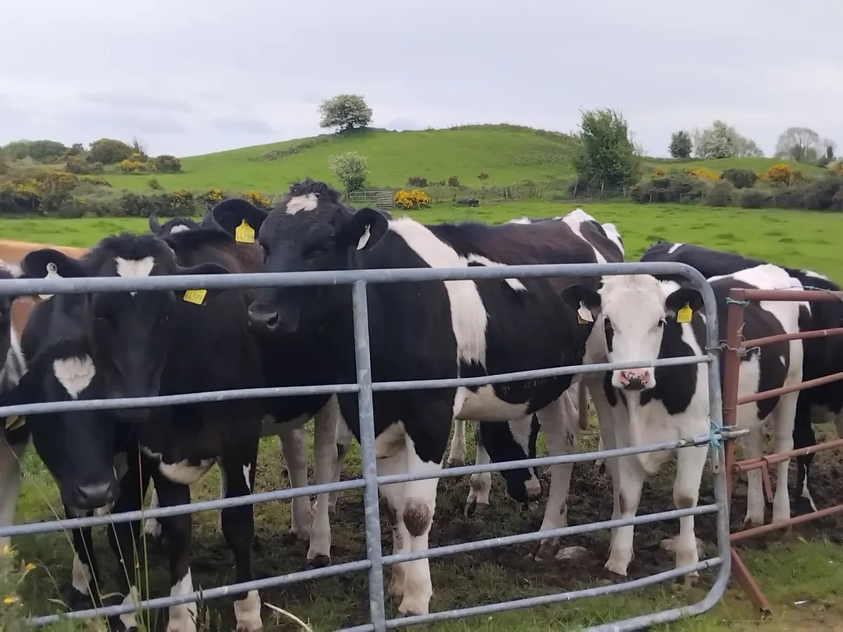 14 strong friesian maiden heifers - Image 1