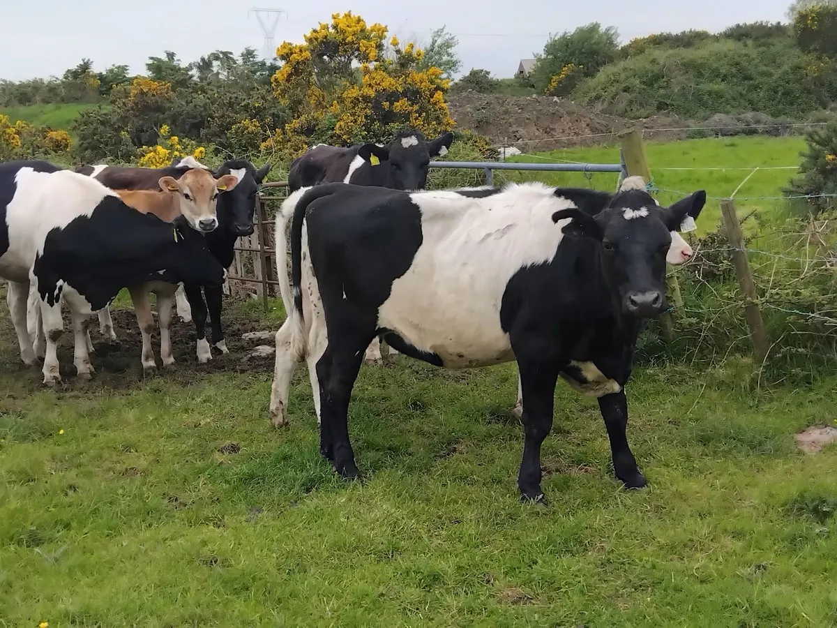 14 strong friesian maiden heifers - Image 2