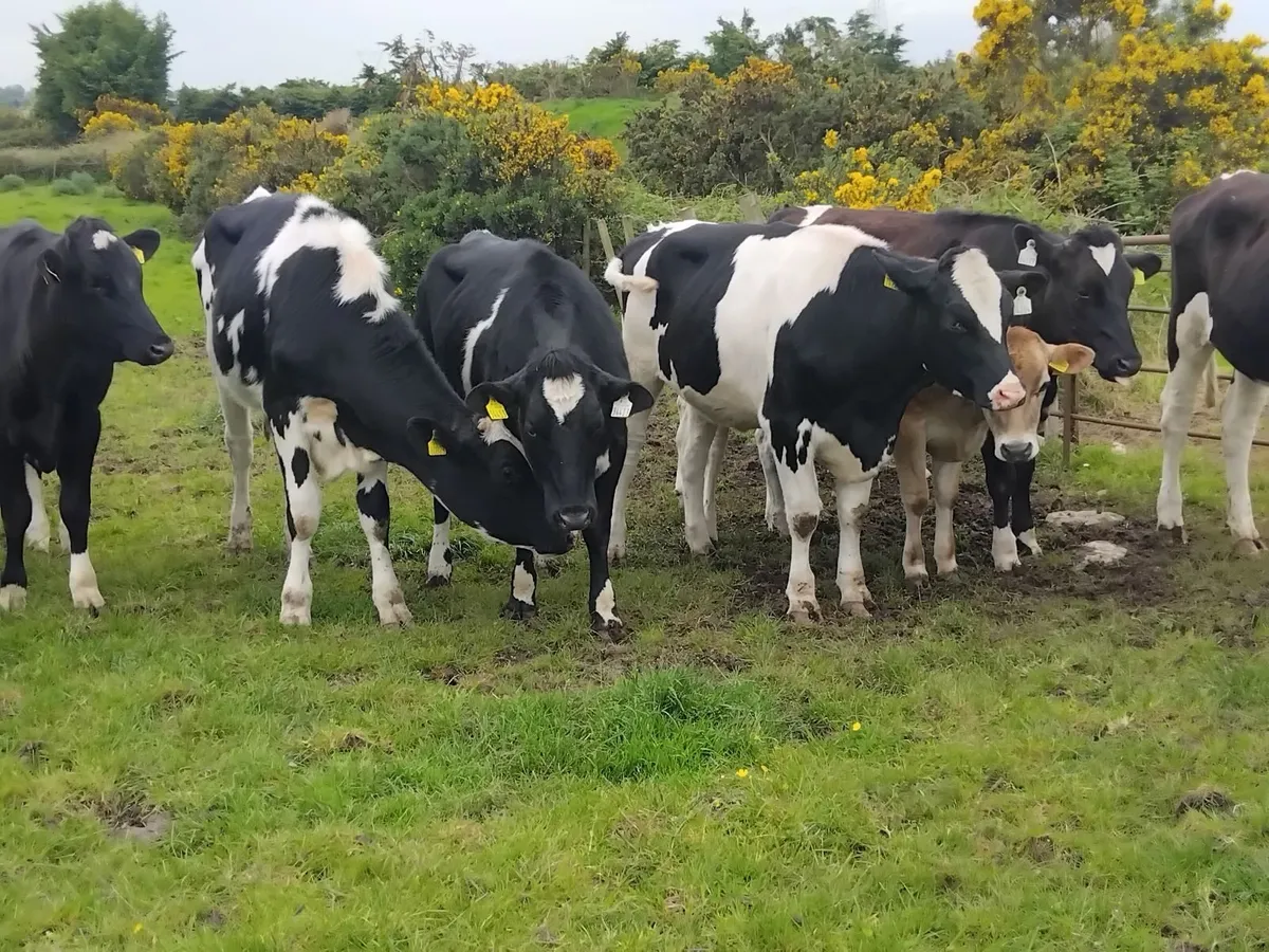14 strong friesian maiden heifers - Image 3
