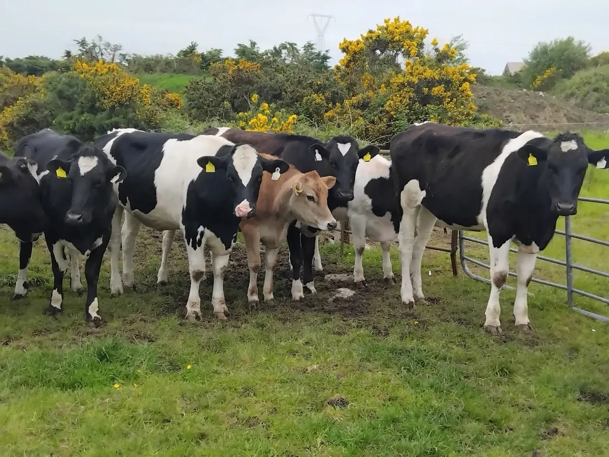 14 strong friesian maiden heifers - Image 4