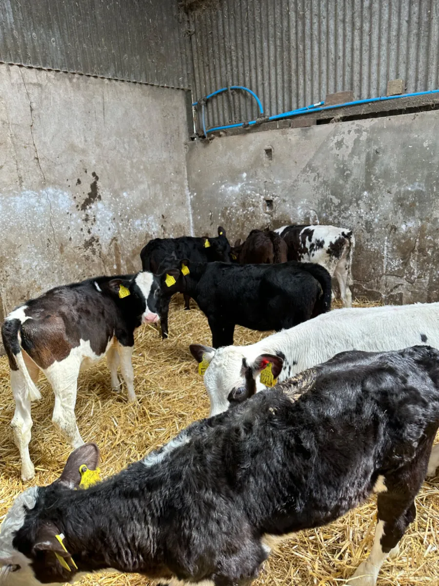 Reared heifers - Image 2