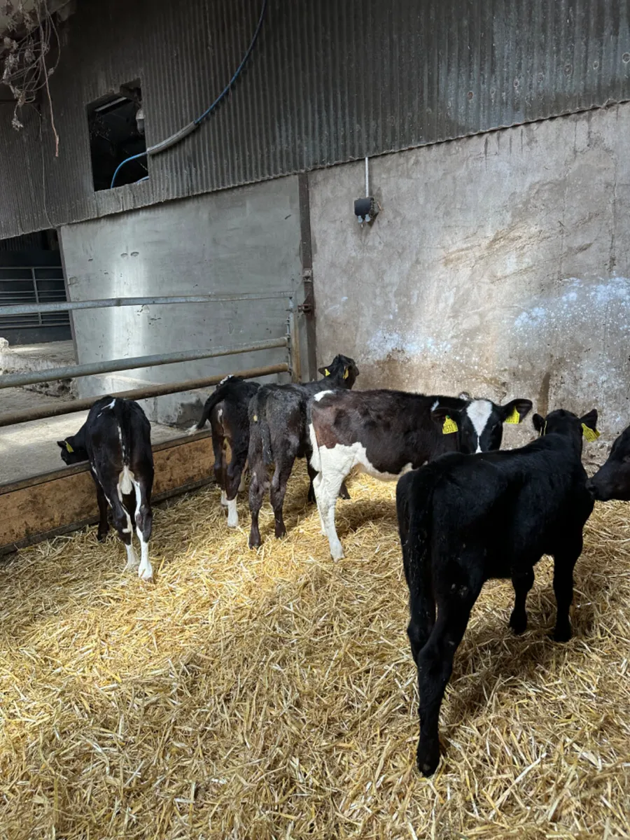 Reared heifers - Image 4
