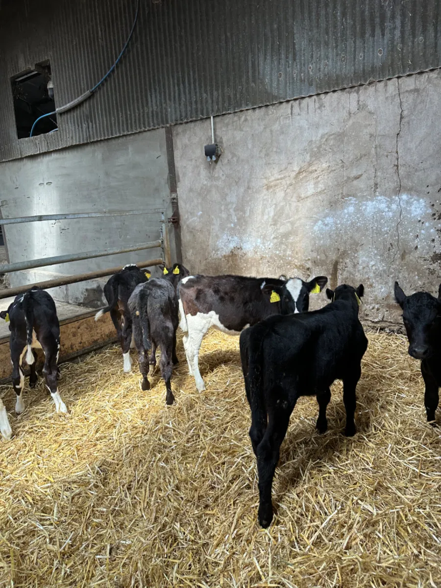 Reared heifers - Image 3