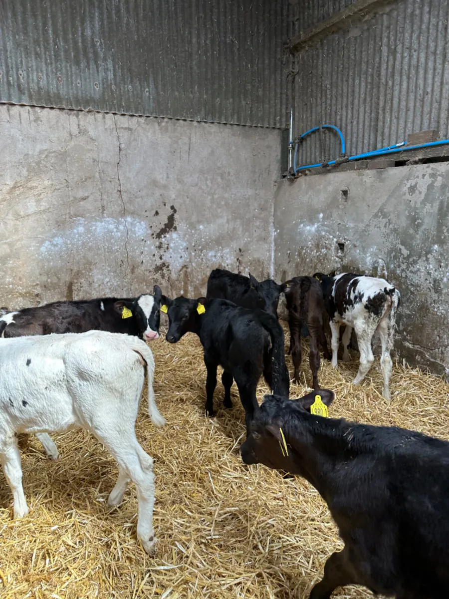 Reared heifers - Image 1