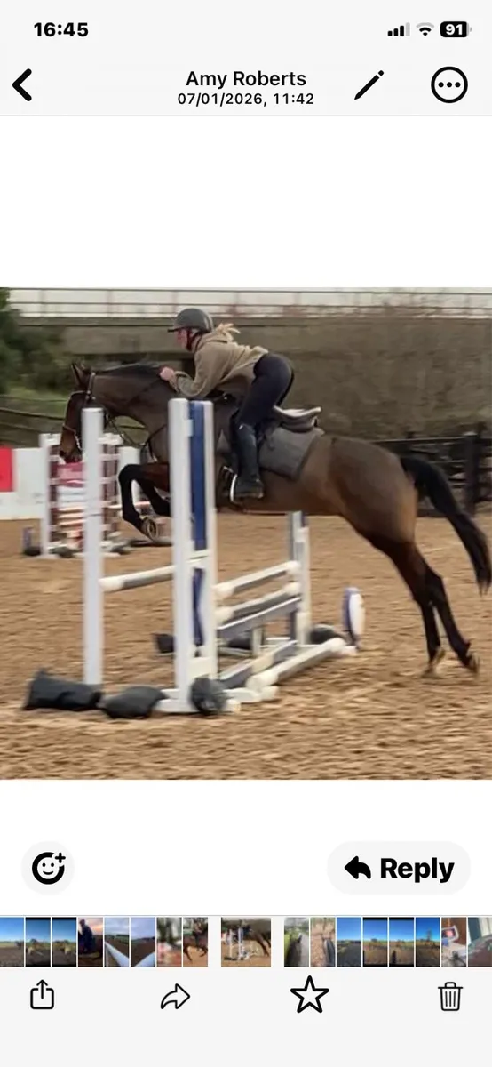 Quality filly - Image 3