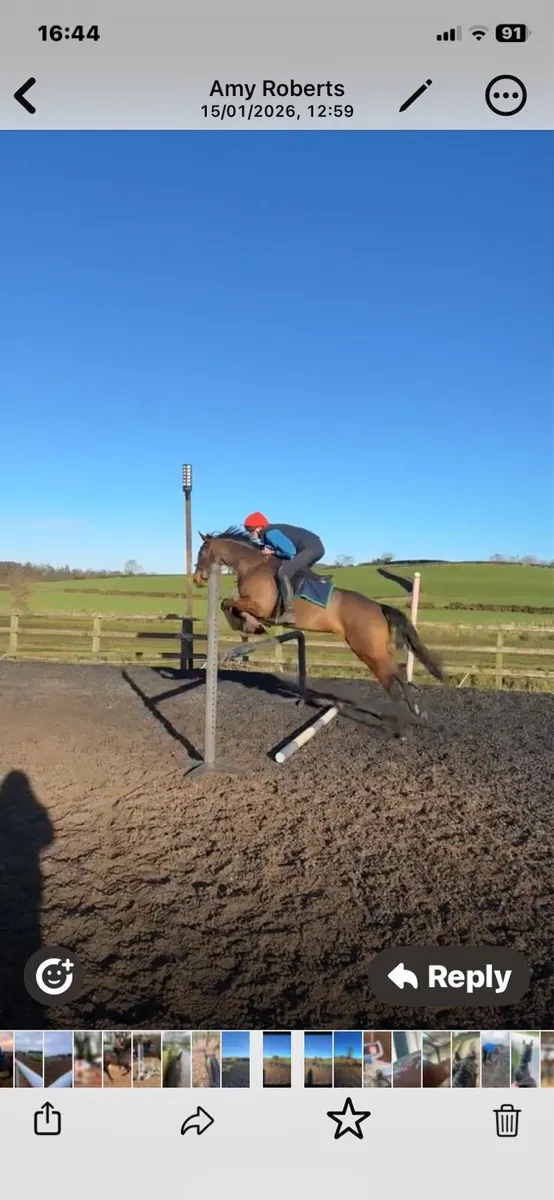 Quality filly - Image 4