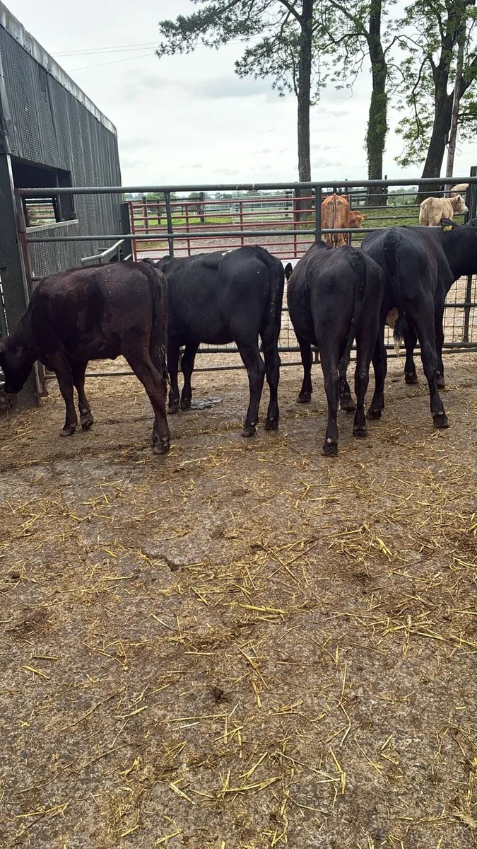 4 super Angus yearling heifers - Image 1