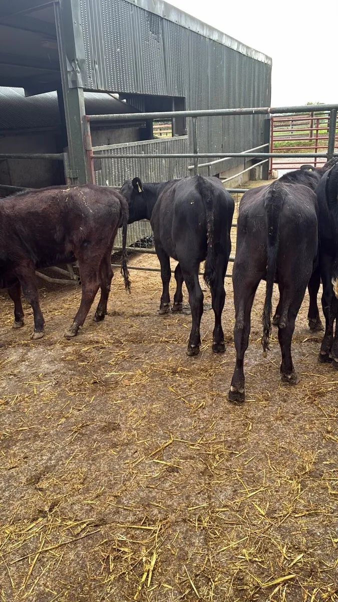 4 super Angus yearling heifers - Image 2