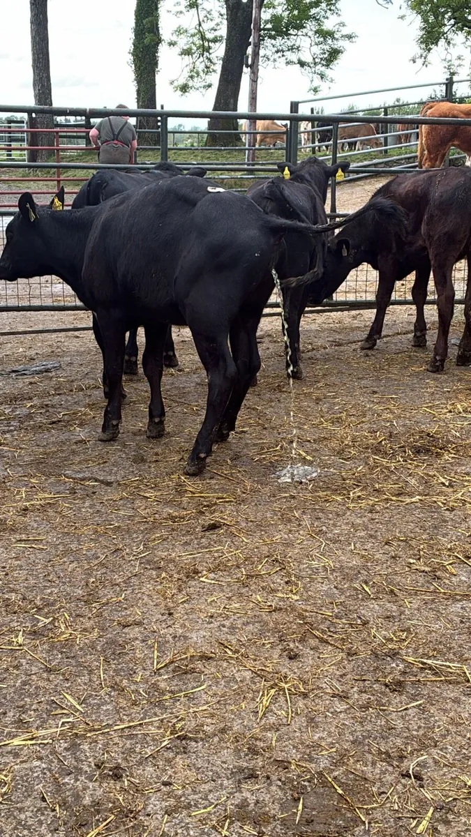 4 super Angus yearling heifers - Image 3