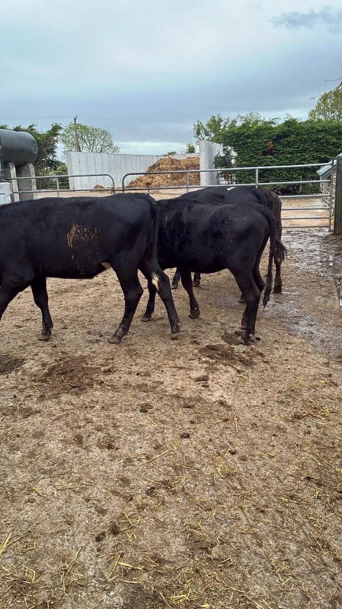 4 super Angus yearling heifers - Image 4