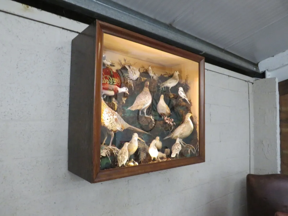 21 Bird Taxidermy Display  (Circa 1937) - Image 1