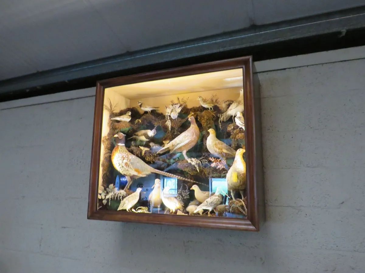 21 Bird Taxidermy Display  (Circa 1937) - Image 3