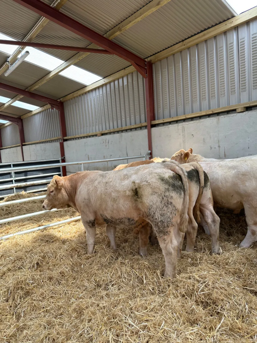 Charolais bulls - Image 3